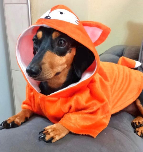 Casaco Raposinha (Pet Cão) - Imagem 6