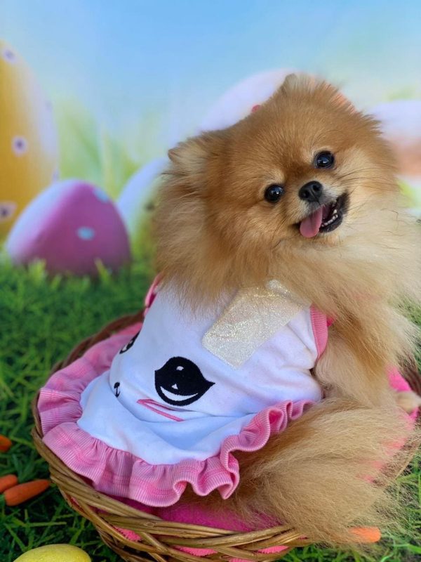 Vestido Coelhinha Branco e Rosa (Malloo) - Imagem 5